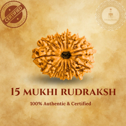 15 Mukhi Rudraksh on a beige background with certification logos.