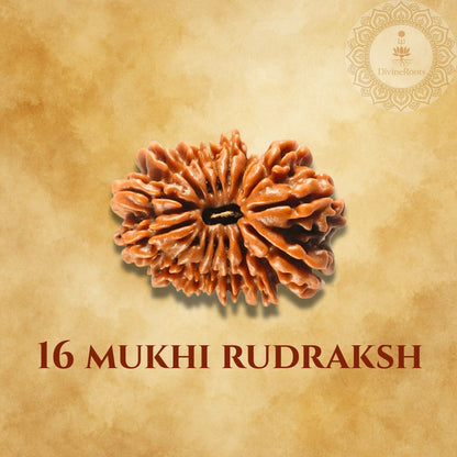 16 Mukhi Rudraksh on a beige background with a brand logo.