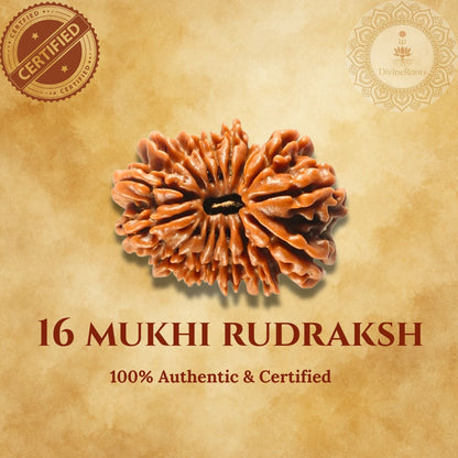 16 Mukhi Rudraksh stone with certification logos on a beige background