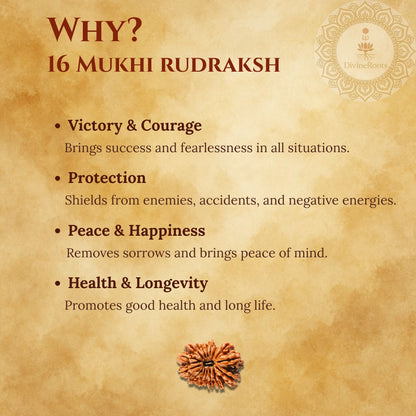 16 Mukhi Rudraksh benefits on a textured brown background with Rudraksh seed illustration.
