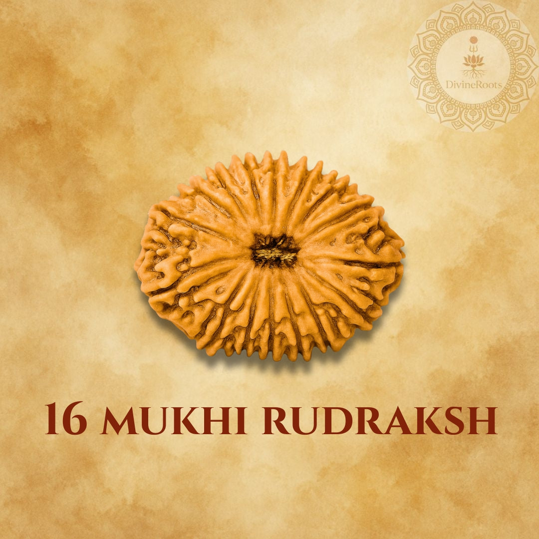 16 Mukhi Rudraksh on a beige background with a logo in the corner