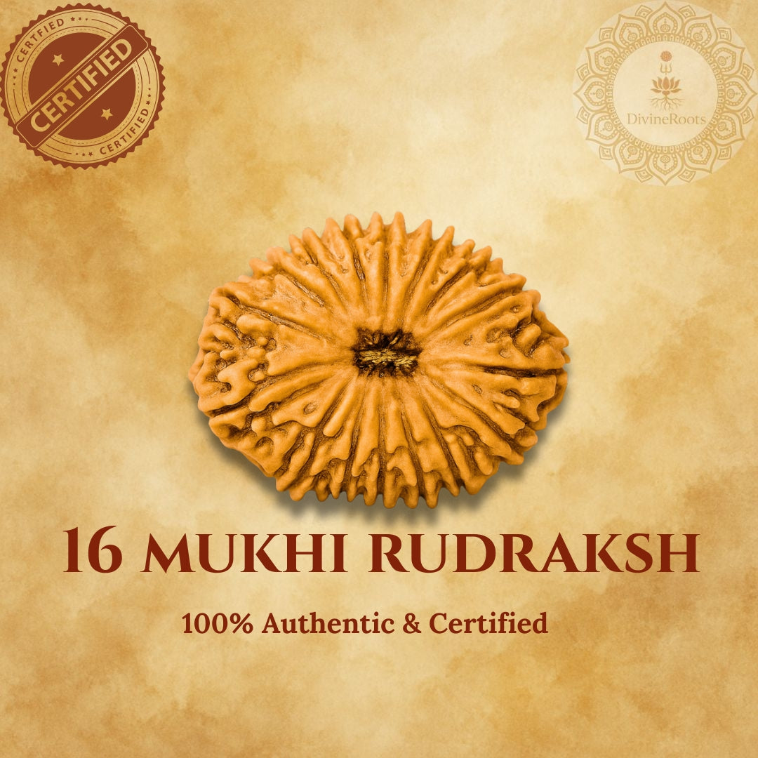 16 Mukhi Rudraksh on a beige background with certification logos.