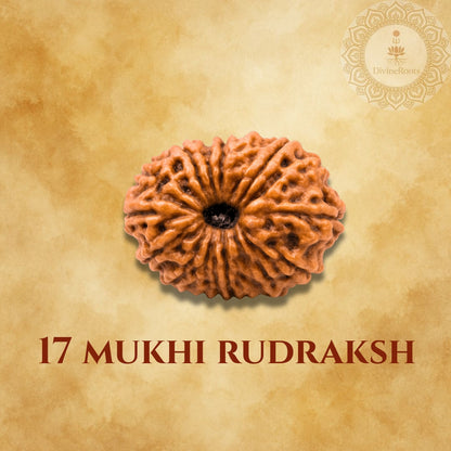 17 Mukhi Rudraksh on a beige background with a logo in the corner