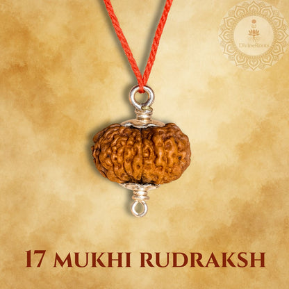 17 Mukhi Rudraksh pendant on a red string with a gold background
