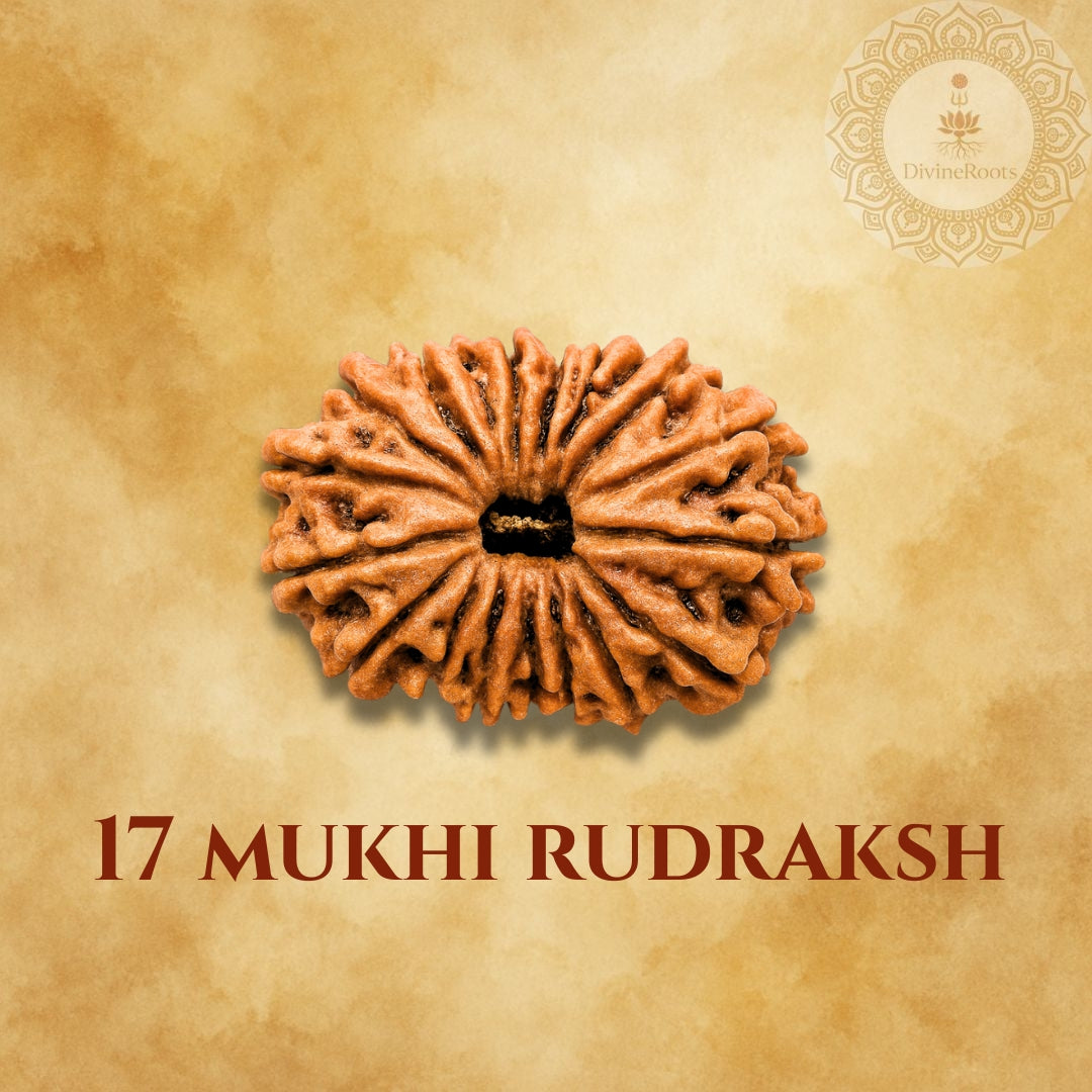 17 Mukhi Rudraksh on a beige background with a brand logo.