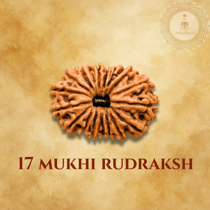 17 Mukhi Rudraksh on a beige background with a brand logo.