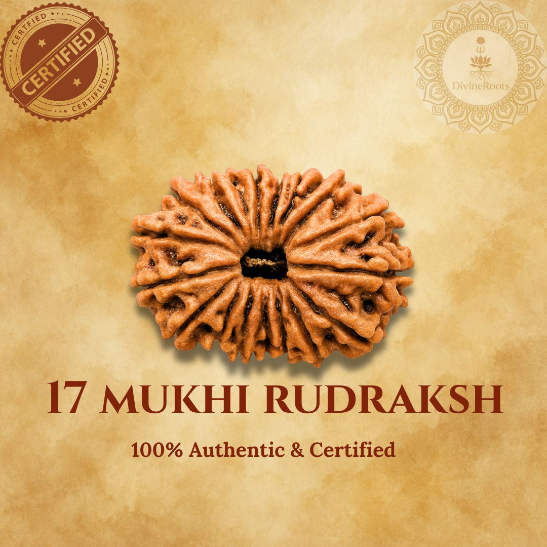 17 Mukhi Rudraksh on a beige background with certification logos.