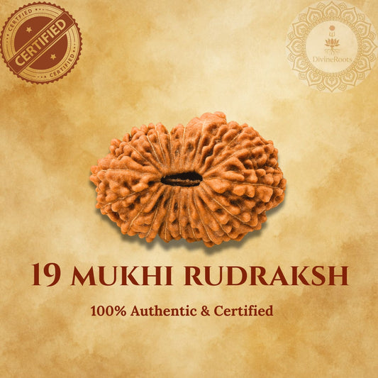 19 Mukhi Rudraksh Indonesian on a beige background with certification logos.