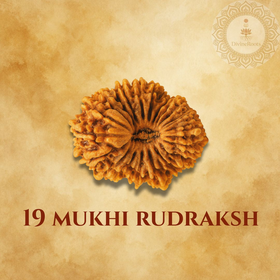 19 Mukhi Rudraksh on a beige background with a logo in the corner