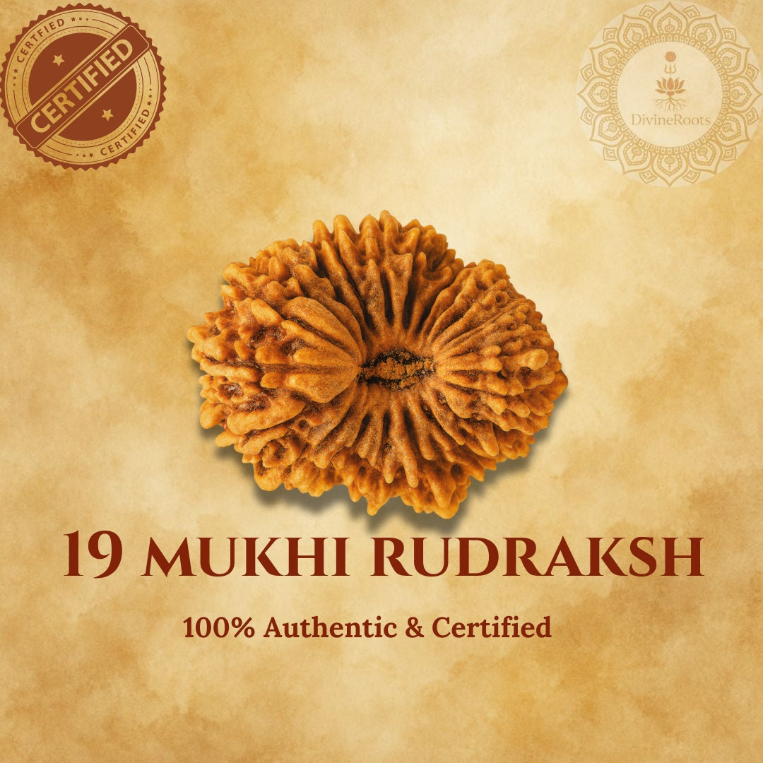 19 Mukhi Rudraksh on a beige background with certification logos.
