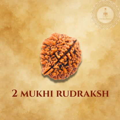Two Mukhi Rudraksh on a beige background with a brand logo.