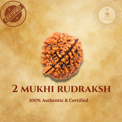 Two Mukhi Rudraksh on a beige background with certification logos.
