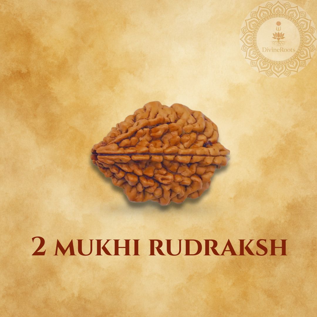 Two Mukhi Rudraksh on a beige background with a brand logo.
