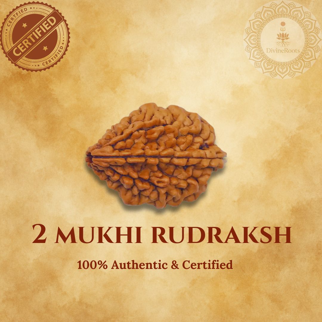 Two Mukhi Rudraksh on a beige background with certification logos.
