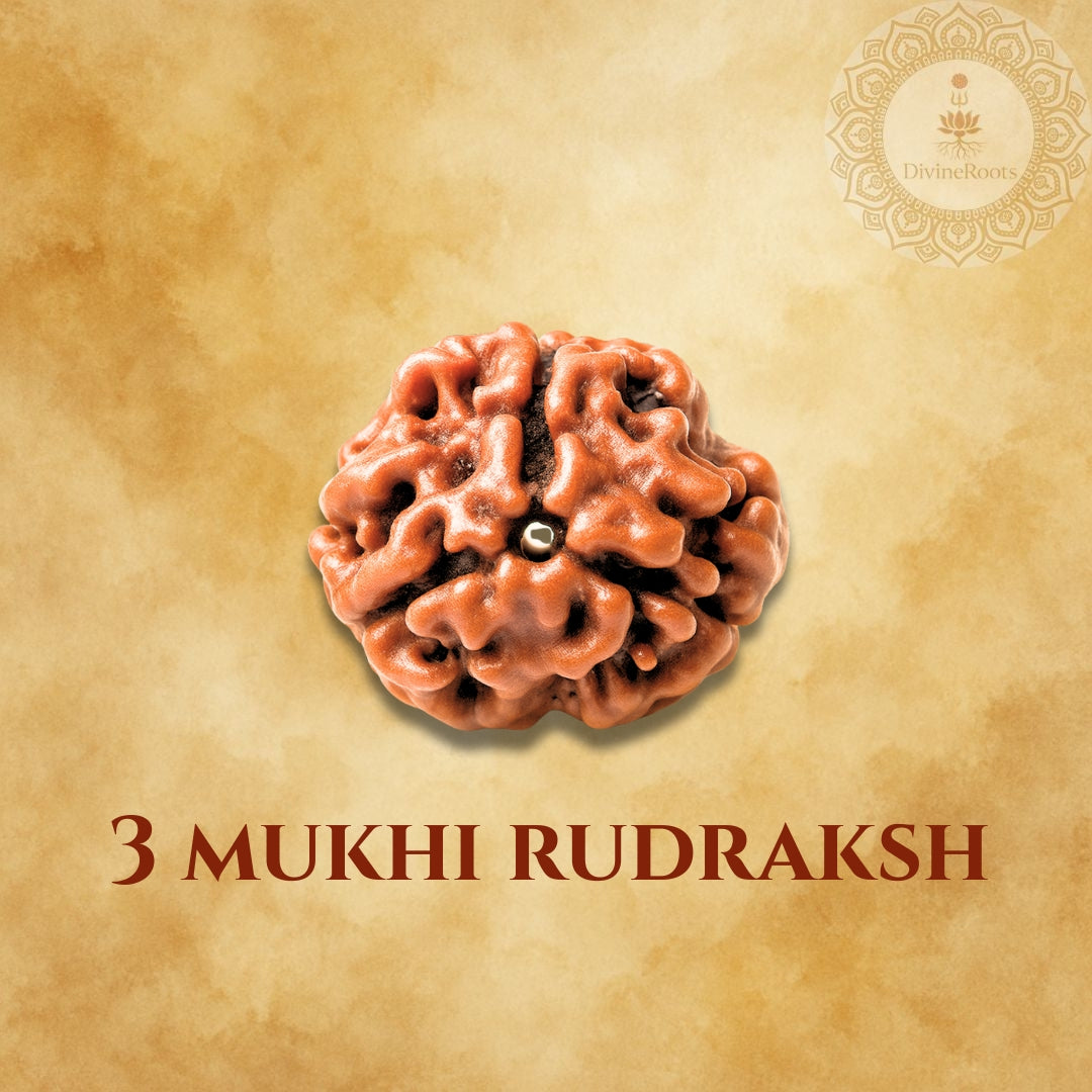 Three- faced Rudraksh on a beige background with '3 Mukhi Rudraksh' text.