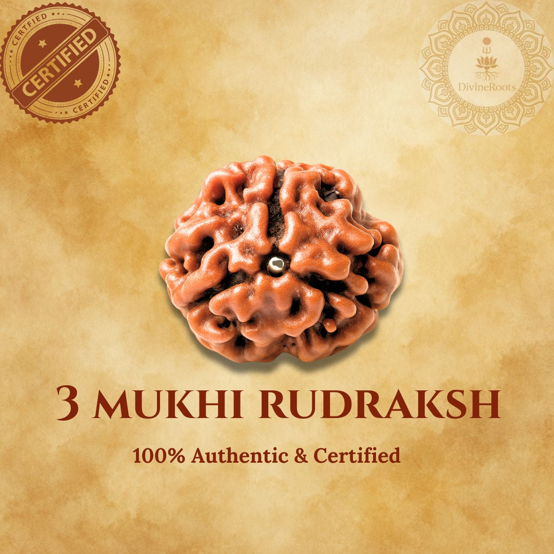 3 Mukhi Rudraksh on a beige background with certification logos.