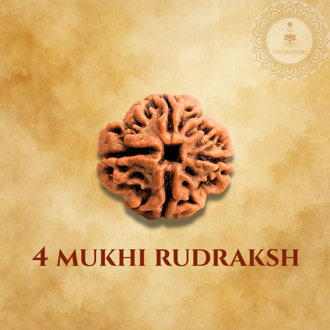 Four-armed Rudraksh on a beige background with '4 Mukhi Rudraksh' text.