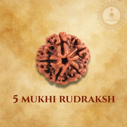 Five-armed Rudraksh on a beige background with '5 Mukhi Rudraksh' text.