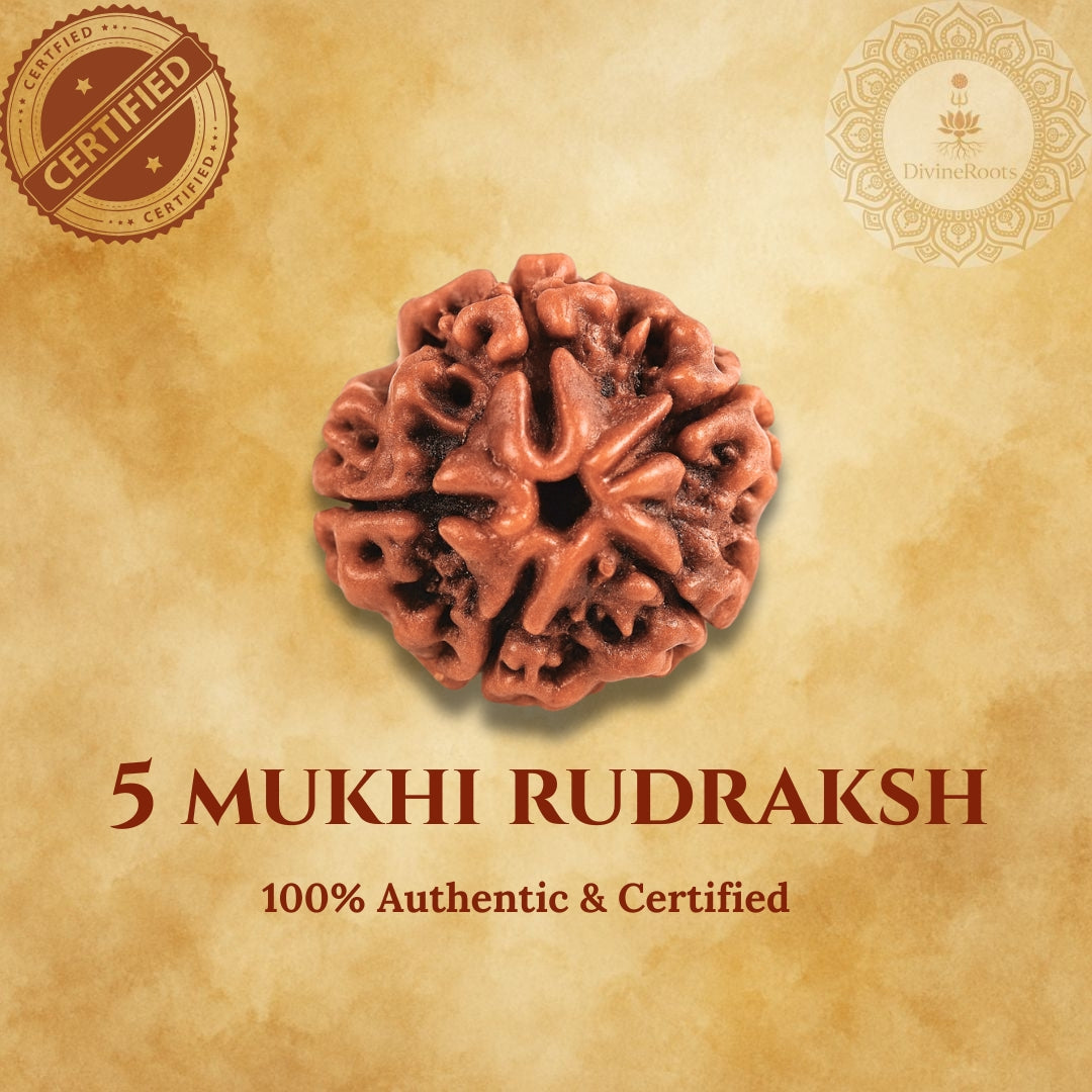 5 Mukhi Rudraksh stone with certification seal on a beige background