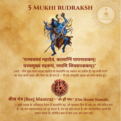 Five Mukhi Rudraksh with Shiva illustration on a textured background