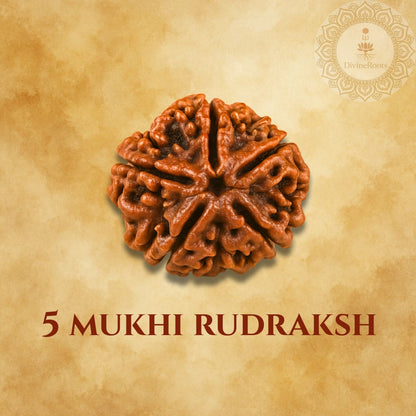 Five-armed Rudraksh on a beige background with '5 Mukhi Rudraksh' text.
