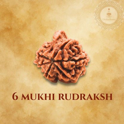 Six-armed Rudraksha on a textured beige background with '6 Mukhi Rudraksh' text.