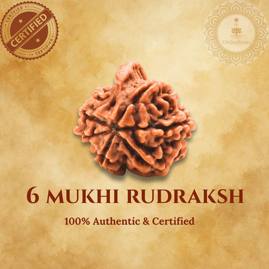 6 Mukhi Indonesian Rudraksh on a beige background with certification logos.