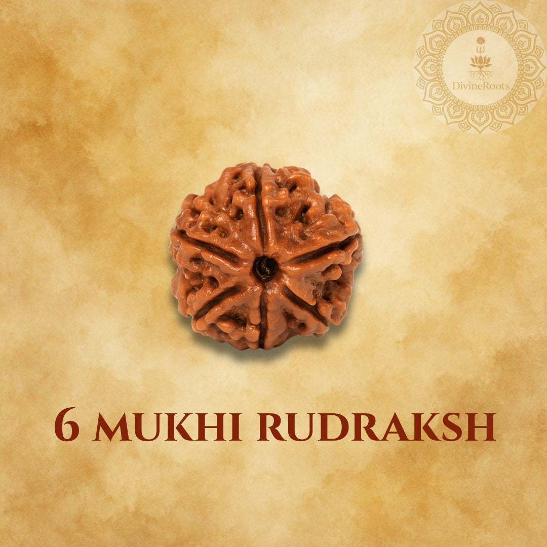 Six-armed Rudraksha bead on a beige background with '6 Mukhi Rudraksh' text.