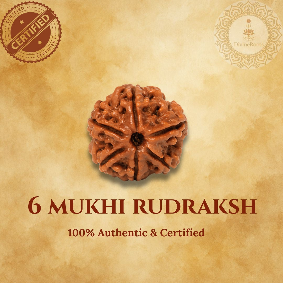 6 Mukhi Rudraksh on a beige background with certification logos.