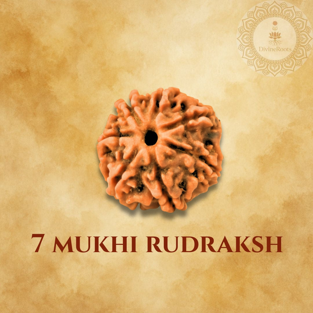 Seven Mukhi Rudraksh on a beige background with a logo in the corner