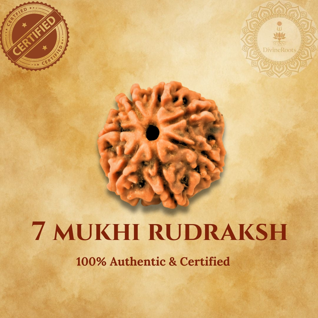 7 Mukhi Rudraksh on a beige background with certification logos.
