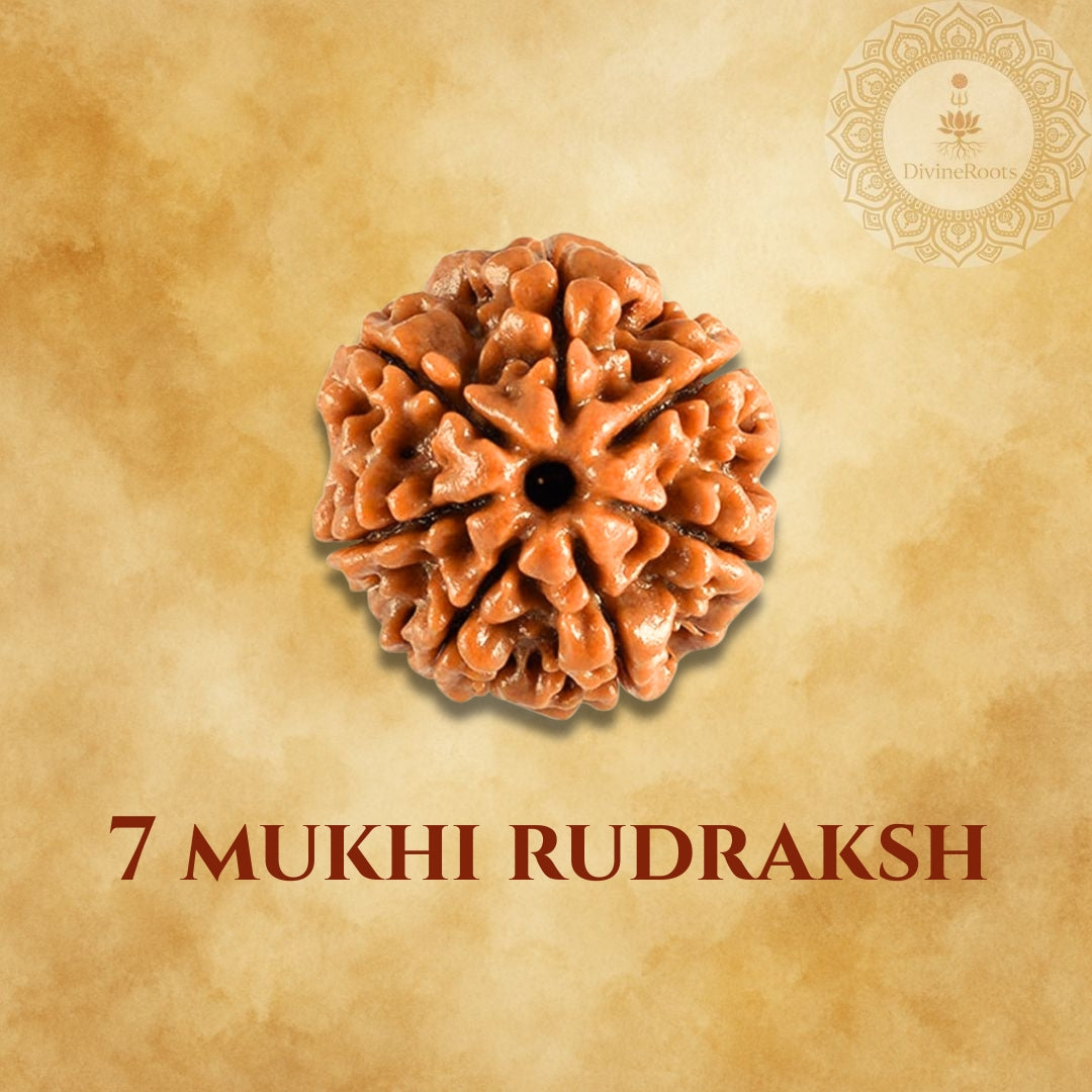 Seven-ribbed Rudraksh on a beige background with '7 Mukhi Rudraksh' text.