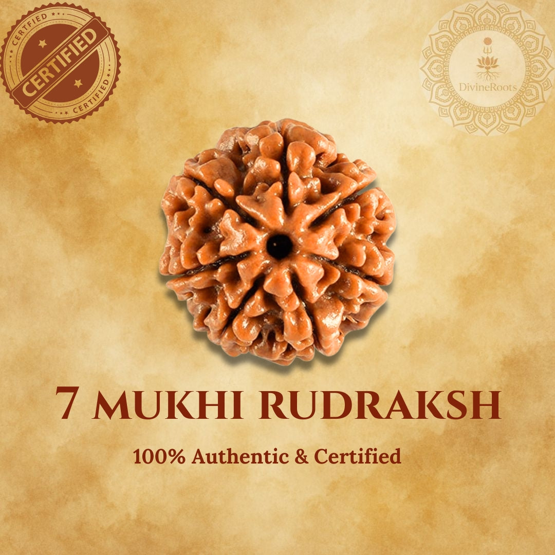 7 Mukhi Rudraksh with certification seal on a beige background