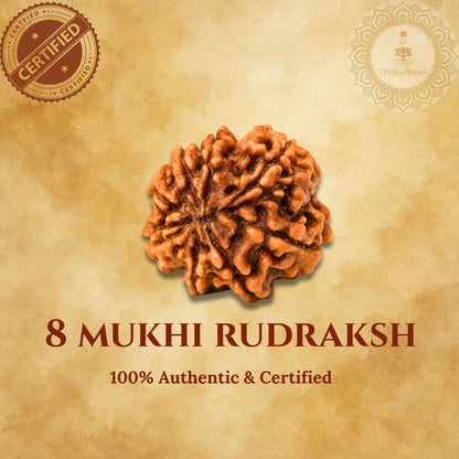 8 Mukhi Rudraksh on a beige background with certification logos.