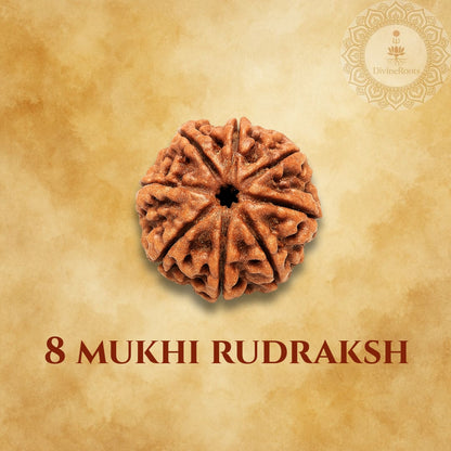 Eight-faceted Rudraksh on a beige background with '8 Mukhi Rudraksh' text.