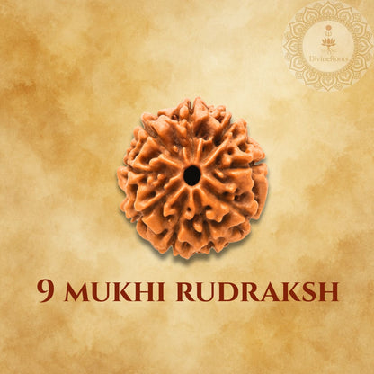 Nine- faced Rudraksh on a beige background with a logo in the corner