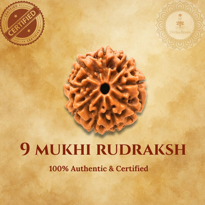 9 Mukhi Rudraksh on a beige background with certification logos.