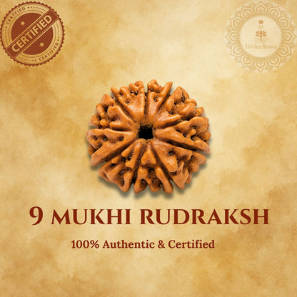 9 Mukhi Rudraksh on a beige background with certification logos.